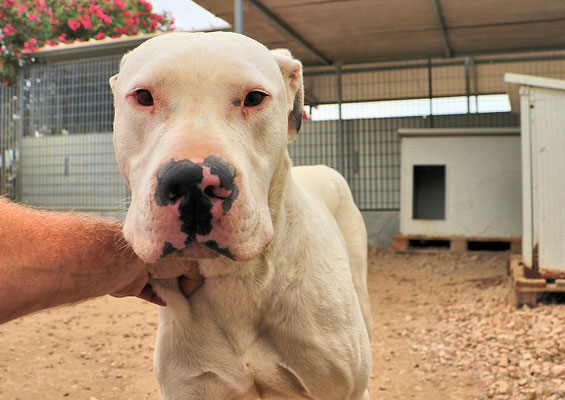 Zagor Sardinienhunde E V