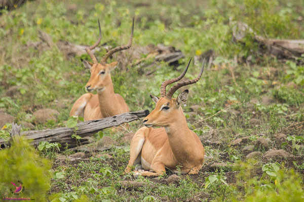 Impalas im Krüger Nationalpark