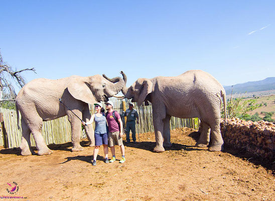Elefanten in der Buffelsdrift Game Lodge