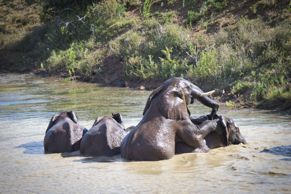 Elefanten beim Baden im Kariega Private Game Reserve