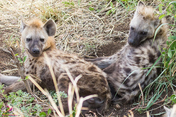 Wild dogs im Krüger Nationalpark