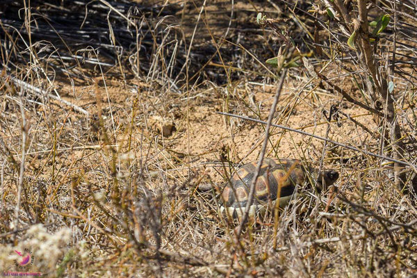 Schildkröte in Langebaan Südafrika