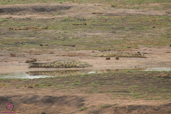 Krokodile im Krüger Nationalpark