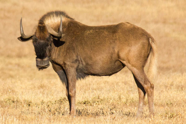 Wildebeast auf Safari