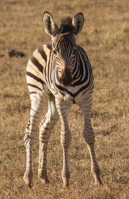 Zebra auf einer Safari