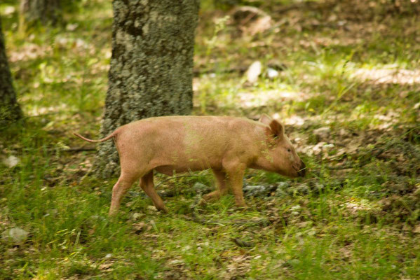 Schwein in Kalabrien Italien