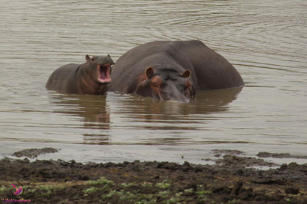 Flusspferde im Krüger Nationalpark