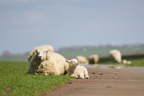 Heidschnucken in Sankt Peter-Ording