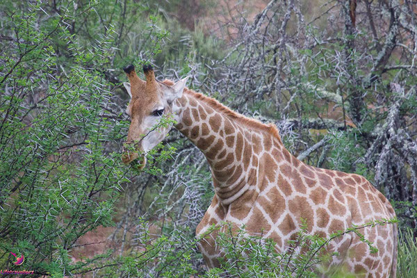 Buffelsdrift Game Lodge - Safari nahe Kapstadt