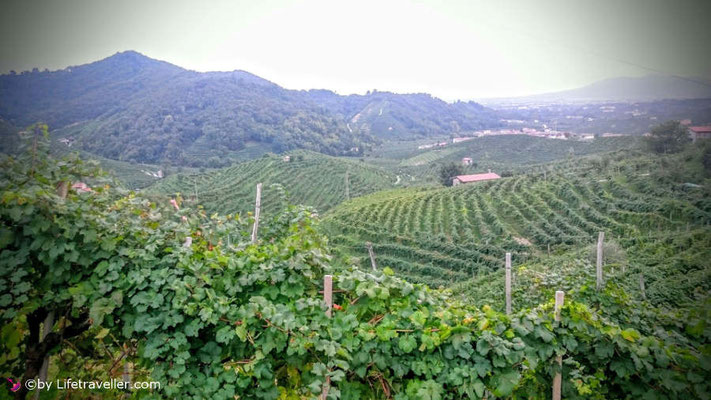 Weinberge in Valdobbiadene in Italien