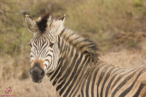 Zebra im Krüger Nationalpark