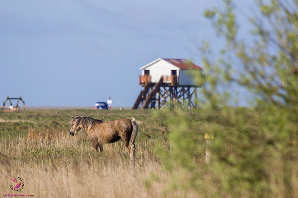 Reisetipps für Sankt Peter-Ording, das kannst du in SPO erleben!