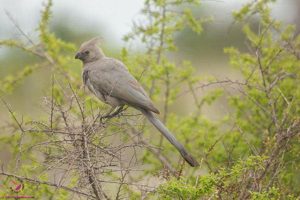 Vogel im Krüger Nationalpark