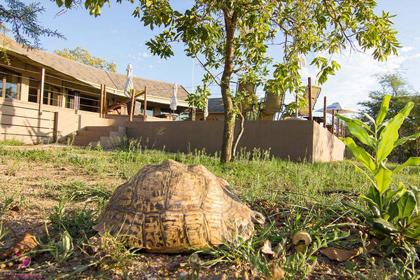 Schildkröte in der Cheetah Paw Eco Lodge