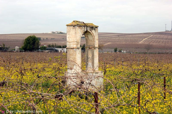 Die Weinberge von Jerez de la Frontera in Andalusien