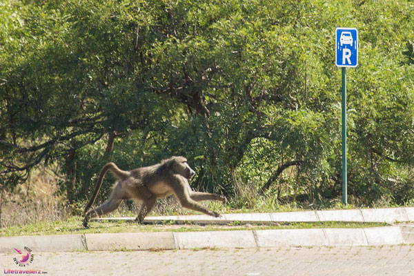 Pavian im Krüger Nationalpark