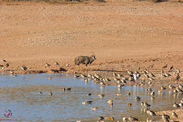 Buffelsdrift Game Lodge - Safari nahe Kapstadt