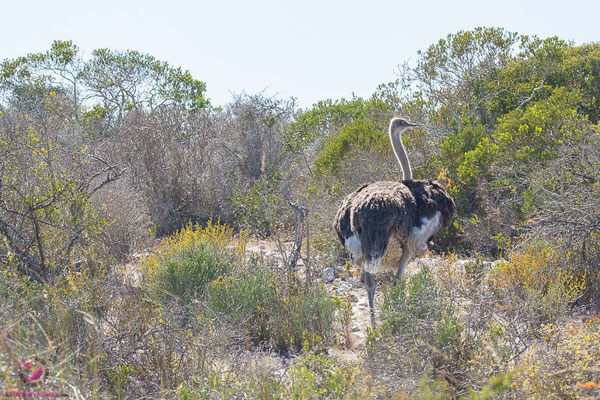 Vogelstrauss in Langebaan Südafrika
