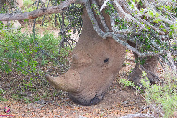 Buffelsdrift Game Lodge - Safari nahe Kapstadt