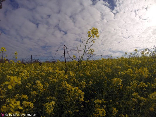 Die Weinberge von Spirit Sherry in Andalusien