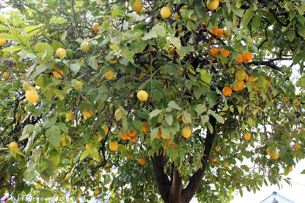 Orangen-Zitronenbaum in Andalusien