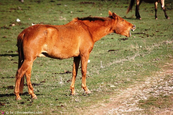 Müdes Pferd im Hinterland von Ronda