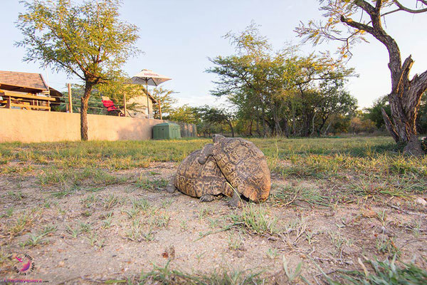 Schildkröte in der Cheetah Paw Eco Lodge