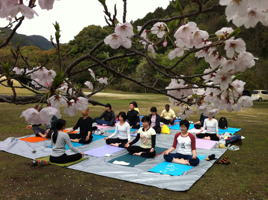 桜がちょうど満開!