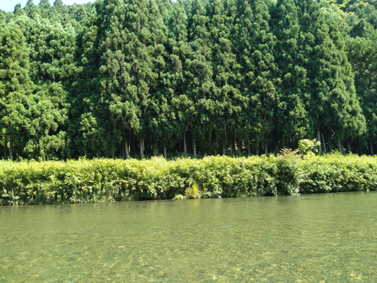 桂川に杉の緑が映えます