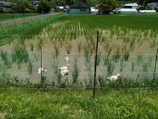 田んぼの中のガチョウ
