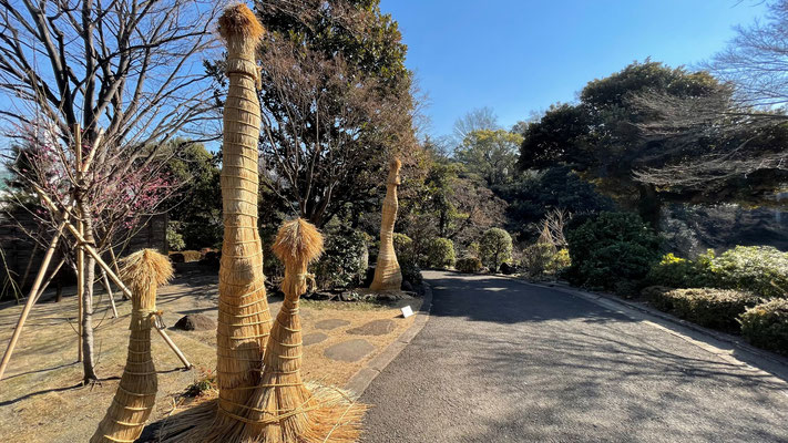 池田山公園／松の雪吊りとソテツの雪囲い＠菱和パレス高輪TOWER管理組合ブログ