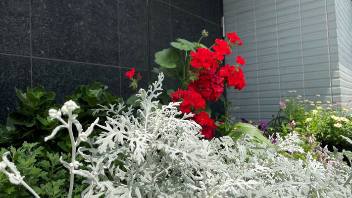 玄関の花々＠菱和パレス高輪TOWER管理組合ブログ