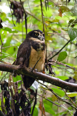 Gufo dagli occhiali (Pulsatrix perspicillata) Spectacled owl