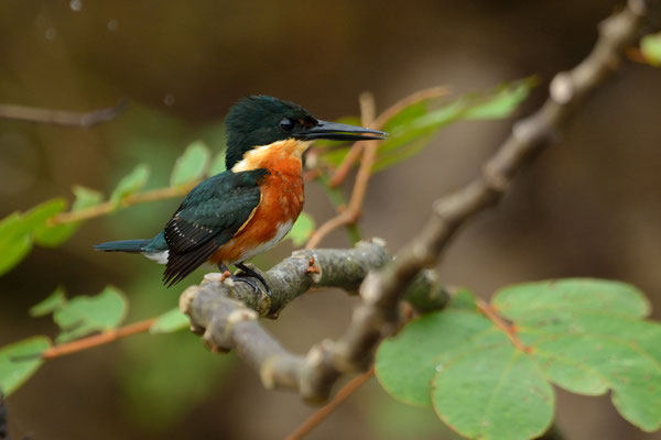 Martin pescatore Pigmeo Americano (Chloroceryle aenea) American pigmy Kingfisher