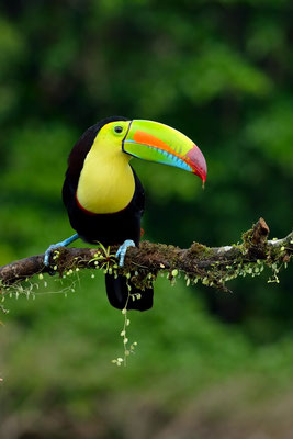 Tucano solforato (Ramphastos sulfuratus) Keel-billed Toucan