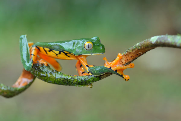 Rana arboricola splendida (Cruziohyla calcarifer) Splendid leaf frog