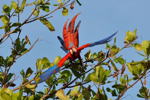 Ara scarlatta  (Ara macao) Scarlet macaw