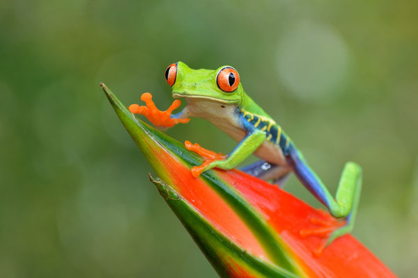 Raganella dagli occhi rossi (Agalychnis callidryas) Red Eyed Tree Frog or Gaudy Leaf Frog