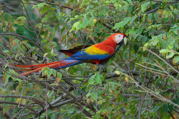 Ara scarlatta (Ara macao) Scarlet Macaw