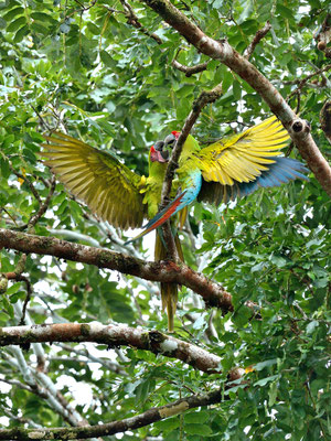 Ara Verde (Ara ambigua) Great Green Macaw