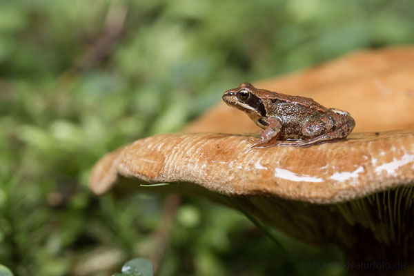 Frosch auf Pilz