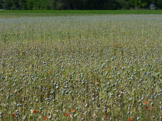 champs de pavots