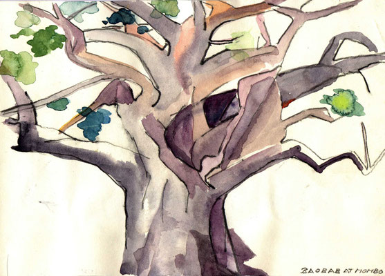 Baobab at mombo