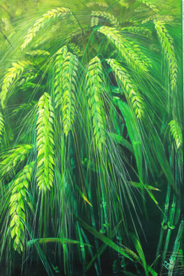 Gerste in grün: 40x60cm