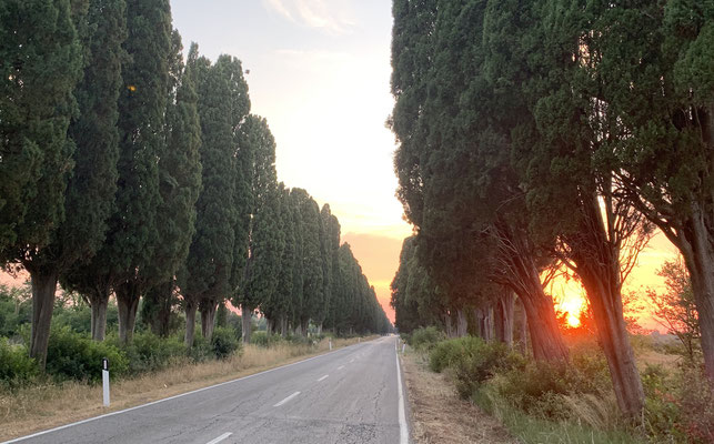 Bolgheri - Viale dei Cipressi