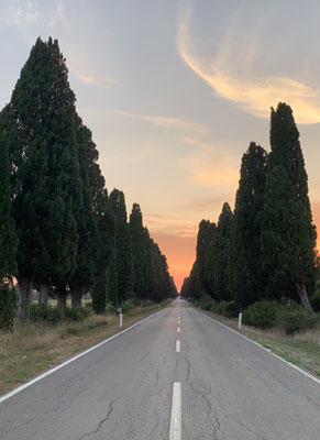 Bolgheri - Viale dei Cipressi