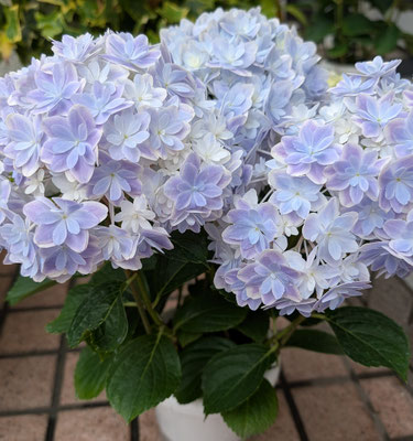 あじさい万華鏡ブルー（鉢カバー付） 7000円