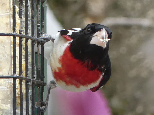 Cardinal à poitrine rose.