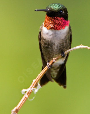 Colibri à gorge rubis.