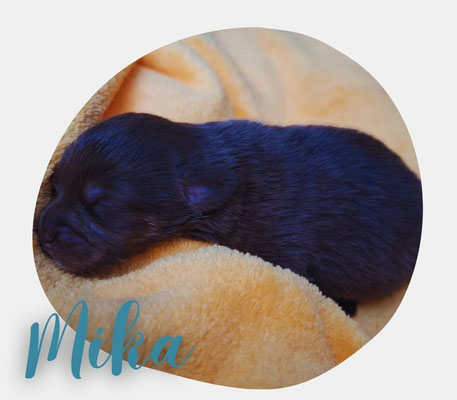 Mika